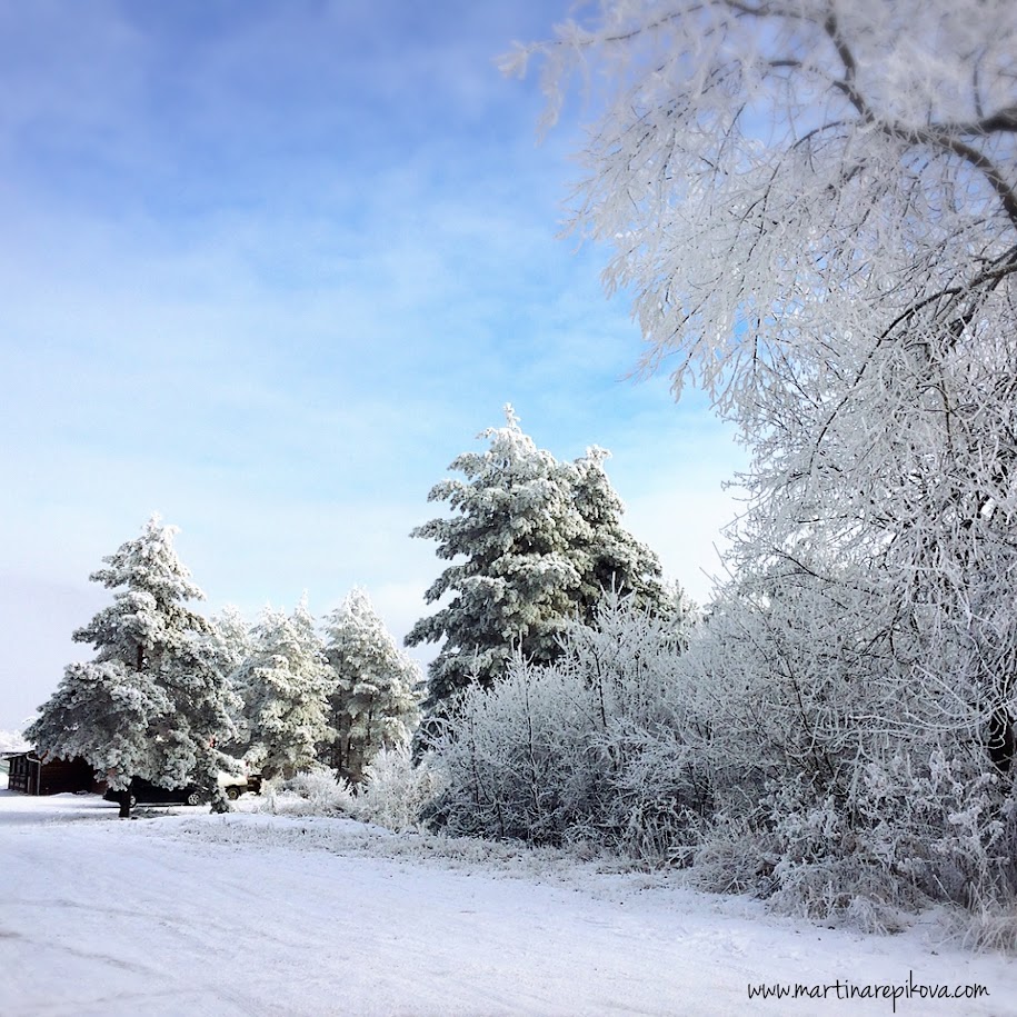 Bezovec in Slovakia - snow covered trees on the side of a road.