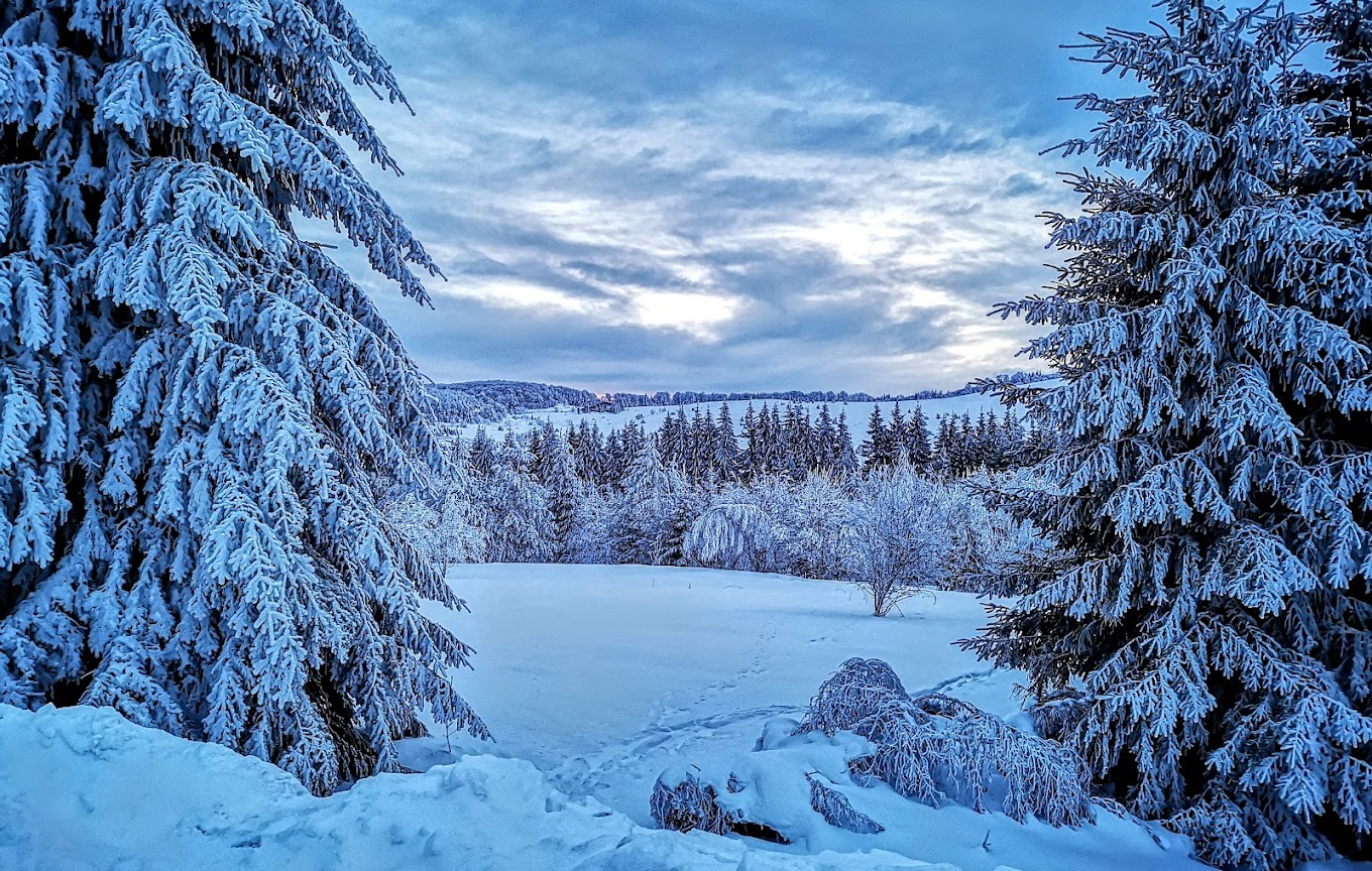 Uzana in Bulgaria - a snowy landscape with trees and snow covered ground.