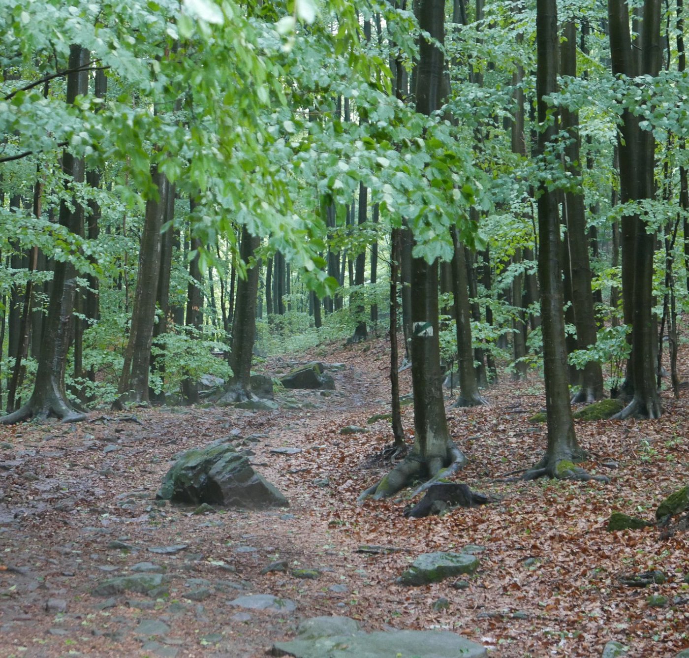 Drozdovo – Nová Baňa in Slovakia - a forest filled with rocks and trees.