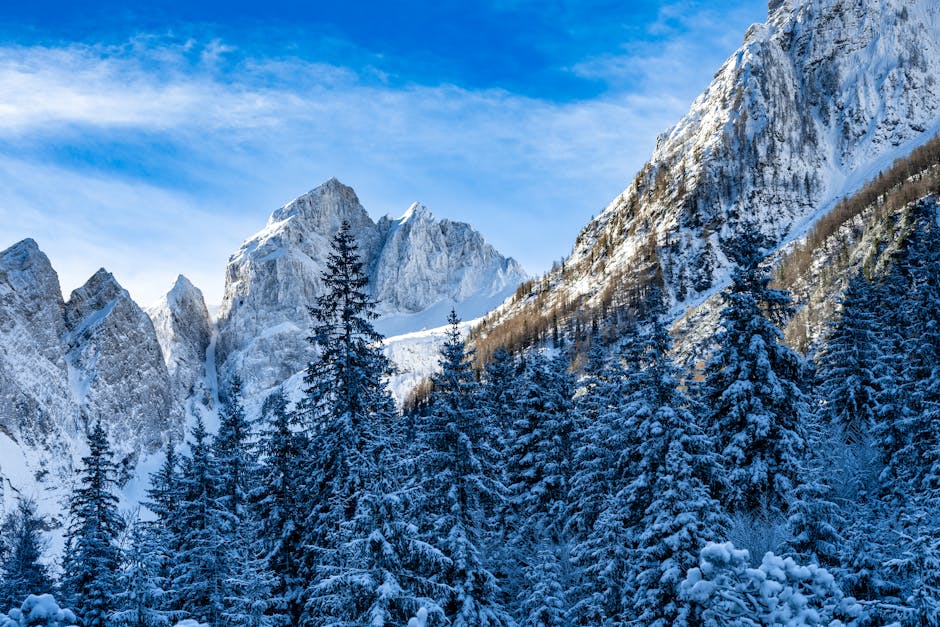 Vogel in Slovenia - snow covered trees in the mountains.