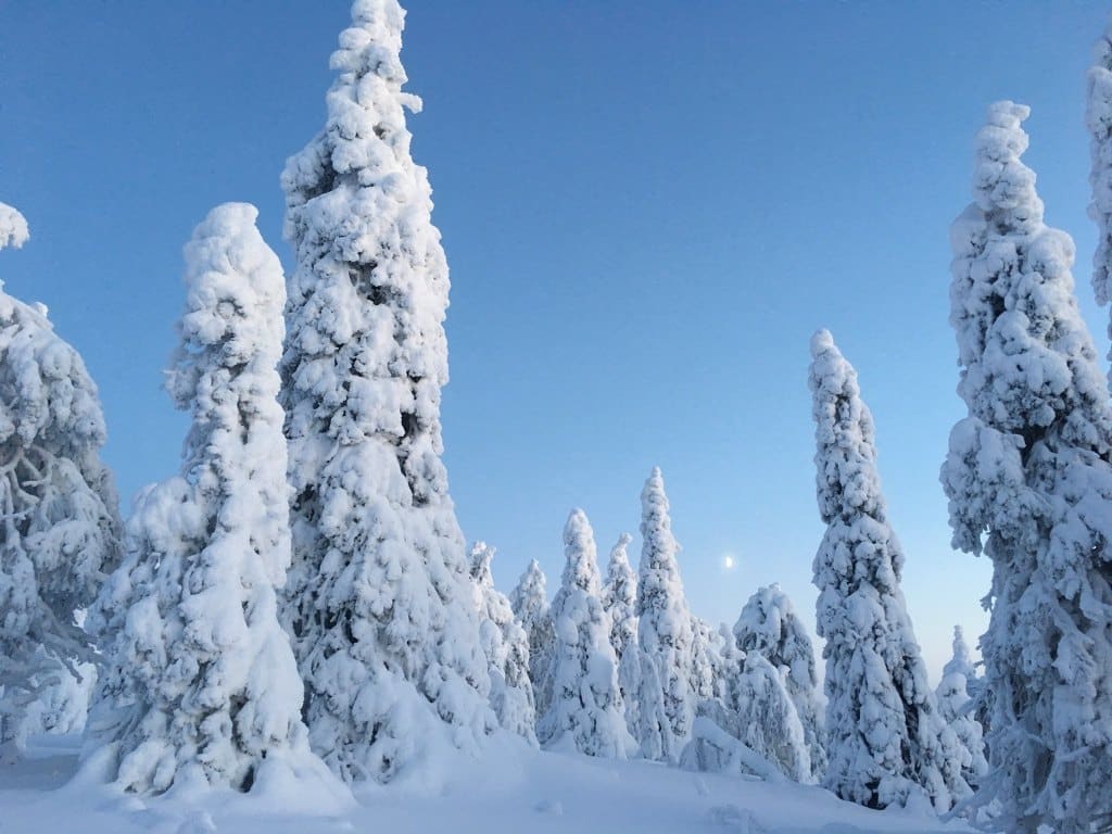 Kirikeskus in Finland - snow covered trees in the middle of a forest.