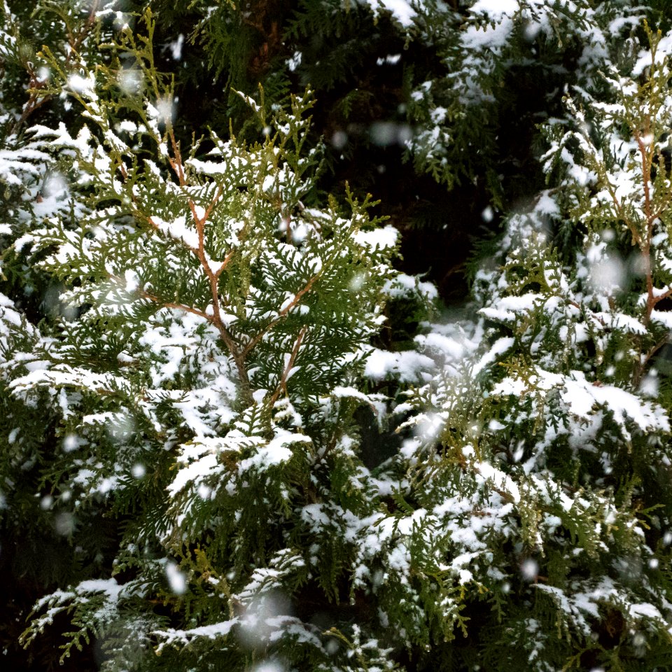 Mössebergsbacken – Falköping in Sweden - snow on the branches of a tree.