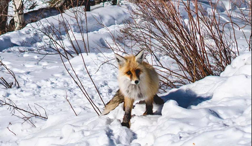 A skier enjoying a sunny day on the slopes in Hemu Xinjiang China. The charming chalet in the background completes the picturesque winter sports scene.