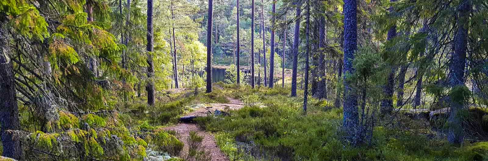 Stenkällegården in Sweden - a trail through a forest filled with trees.