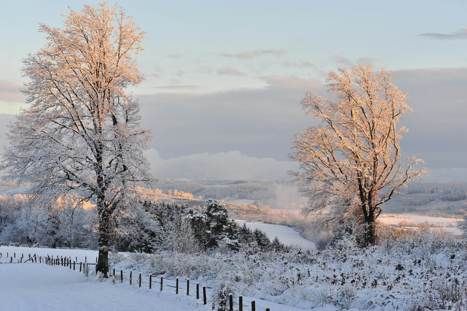 Mont des Brumes in Belgium - a couple of trees that are standing in the snow.