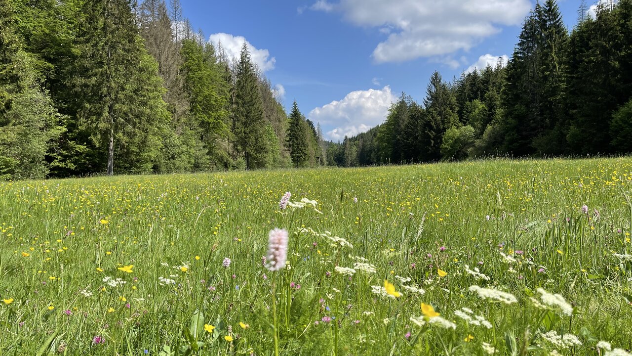 Bergwiese – Schwarzenbach am Wald in Germany - a field full of wildflowers.