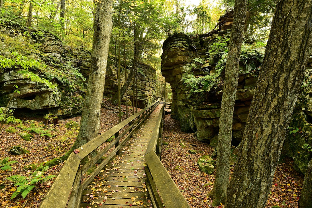 Beartown in USA - a wooden walkway in the middle of a forest.