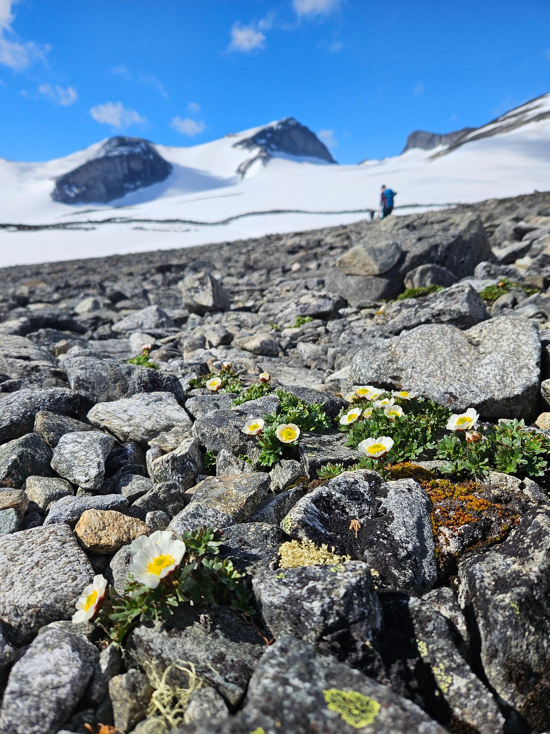 Galdhøpiggen Sommerskisenter – Juvass in Norway - flowers growing on the rocks at the top of a mountain.