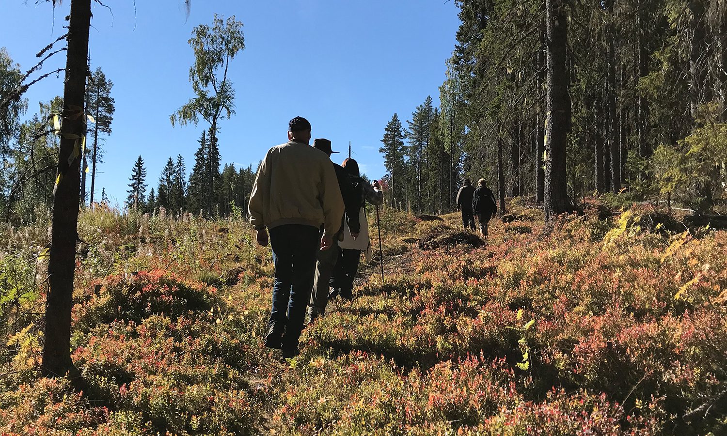 Ramsele in Sweden - a group of people walking through a forest.