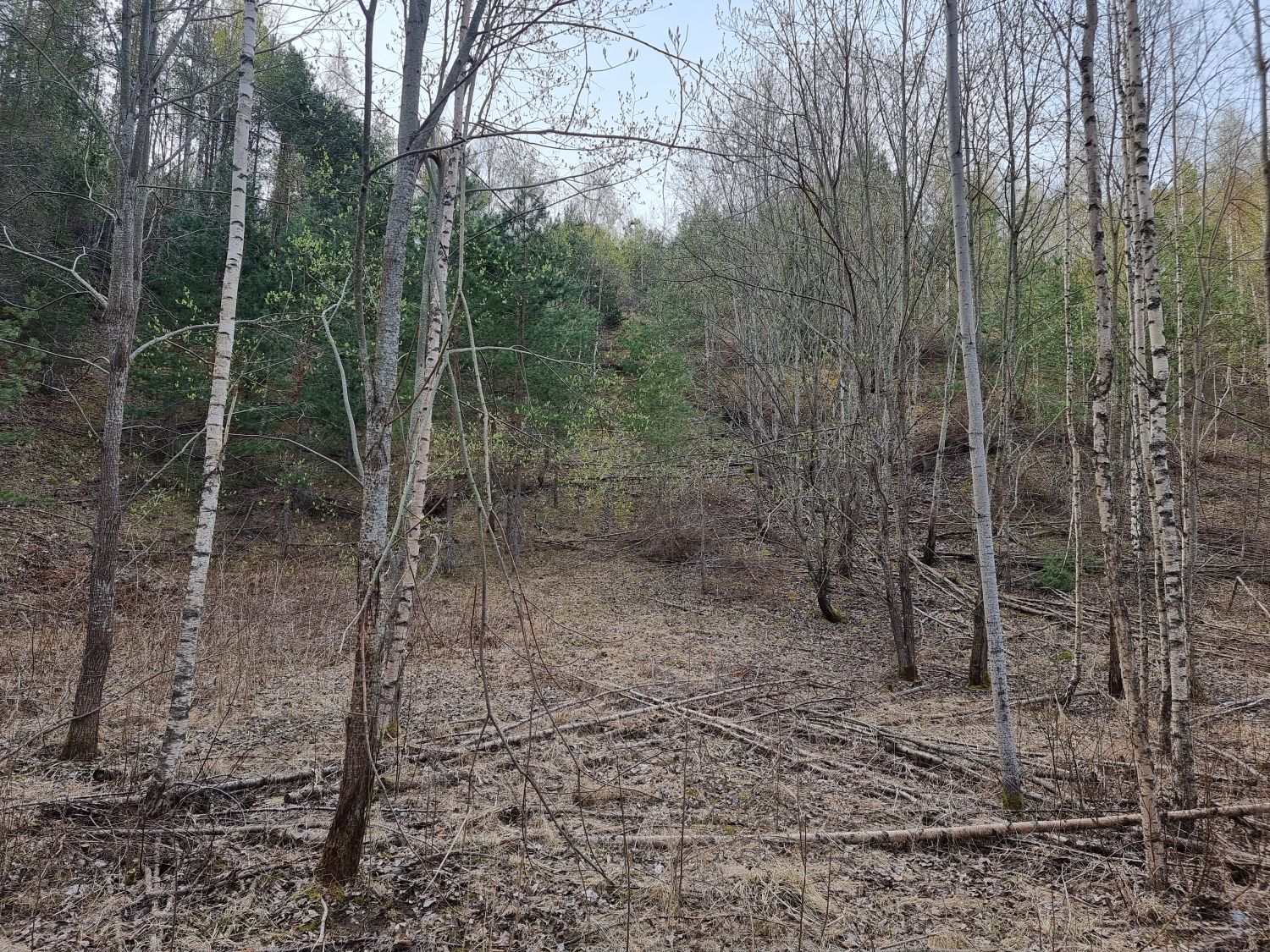 Frykstabacken in Sweden - a wooded area with lots of trees in it.