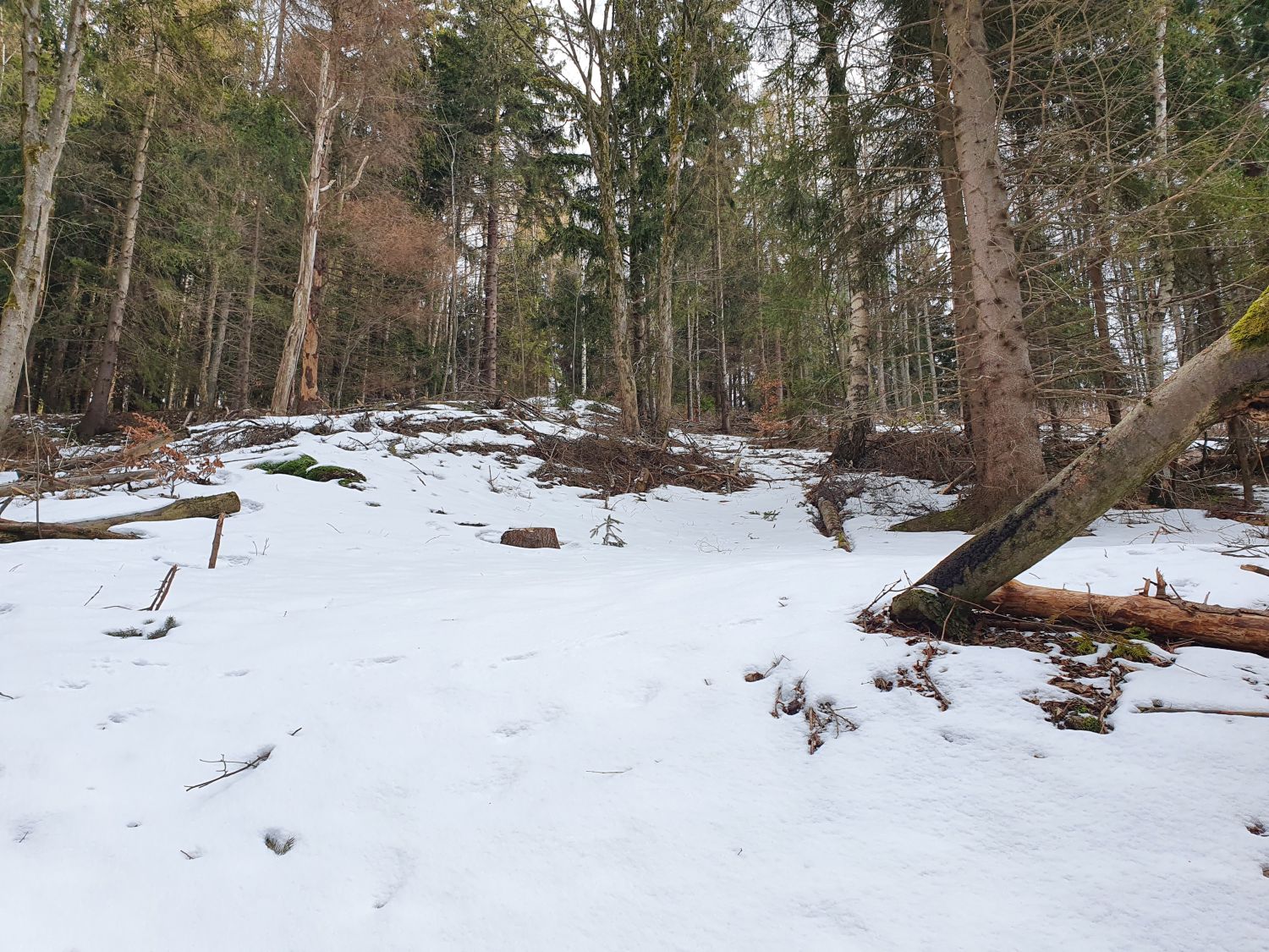 Stará Ves u Rýmařova in Czech Republic - a snow covered trail in the woods.