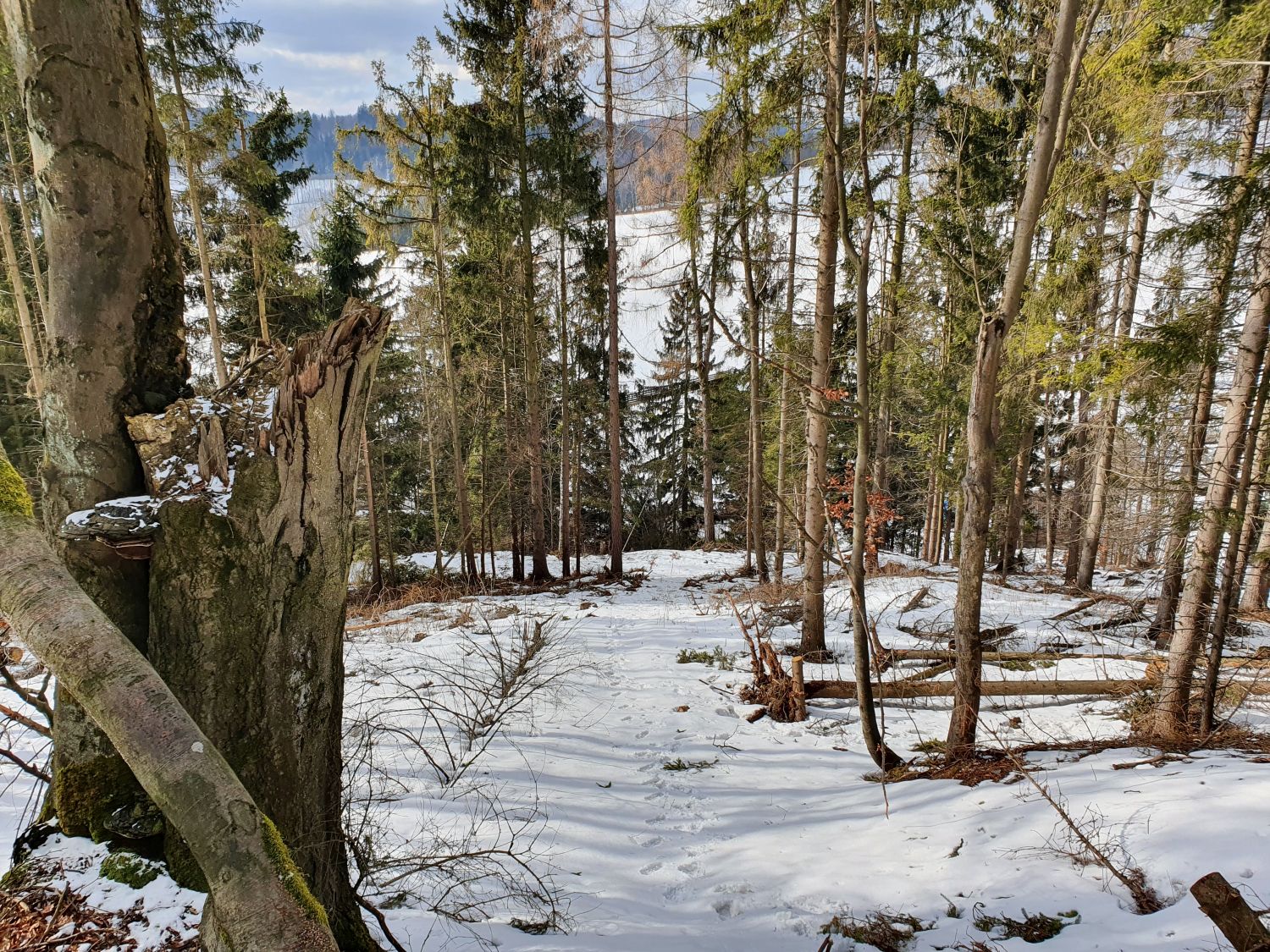 Stará Ves u Rýmařova in Czech Republic - the trail through the woods in winter.
