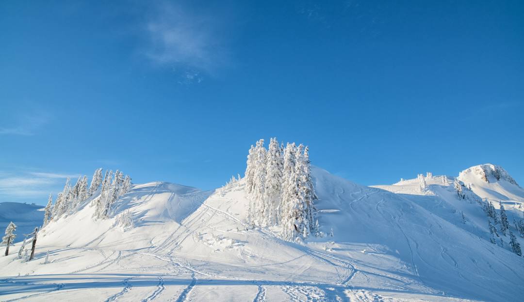 Mt Baker in USA - snow covered trees in the mountains.