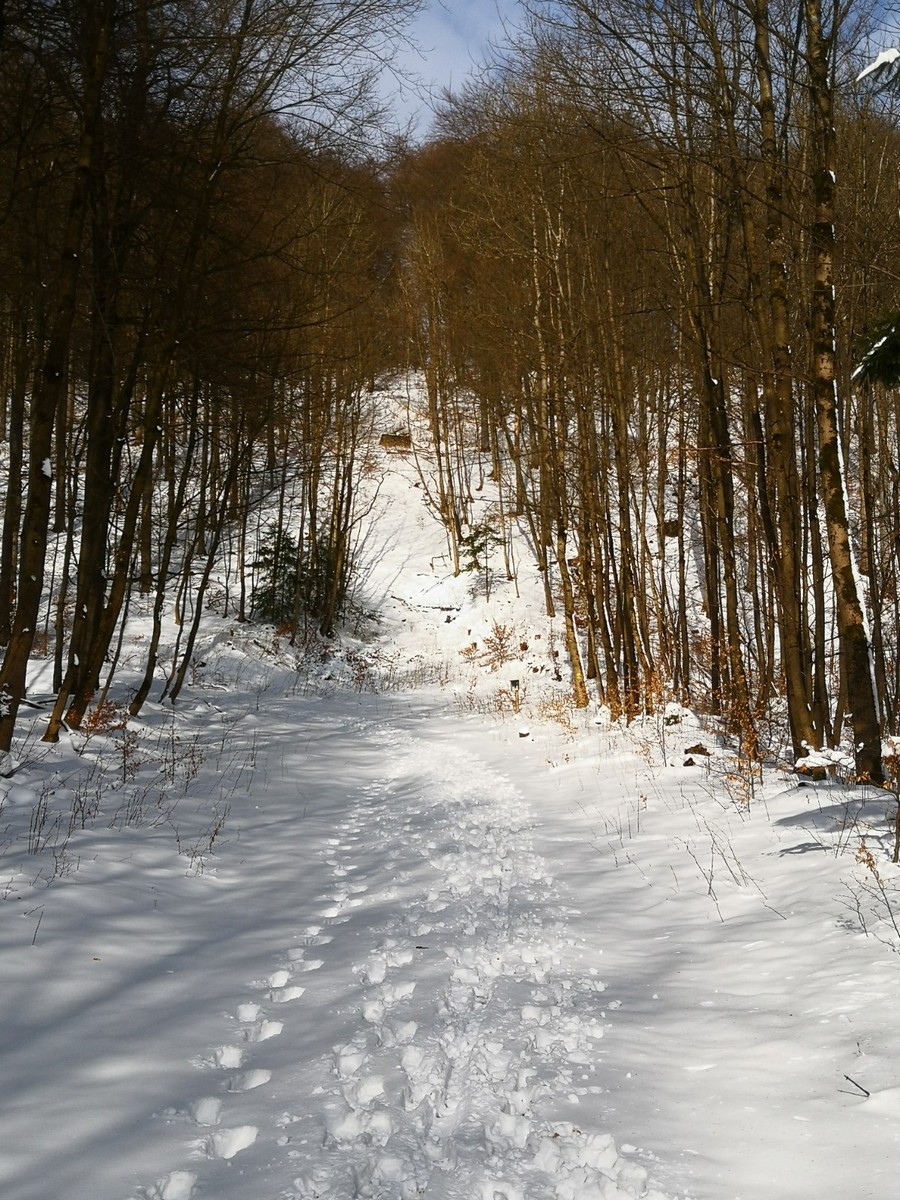 Hoher Meissner – Eschwege | ​Hessisch Lichtenau in Germany - a path through the woods in the snow.