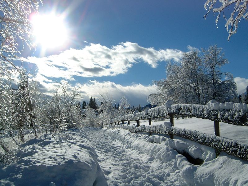 Neuleutasch in Austria - the sun is shining over the snow covered trees.
