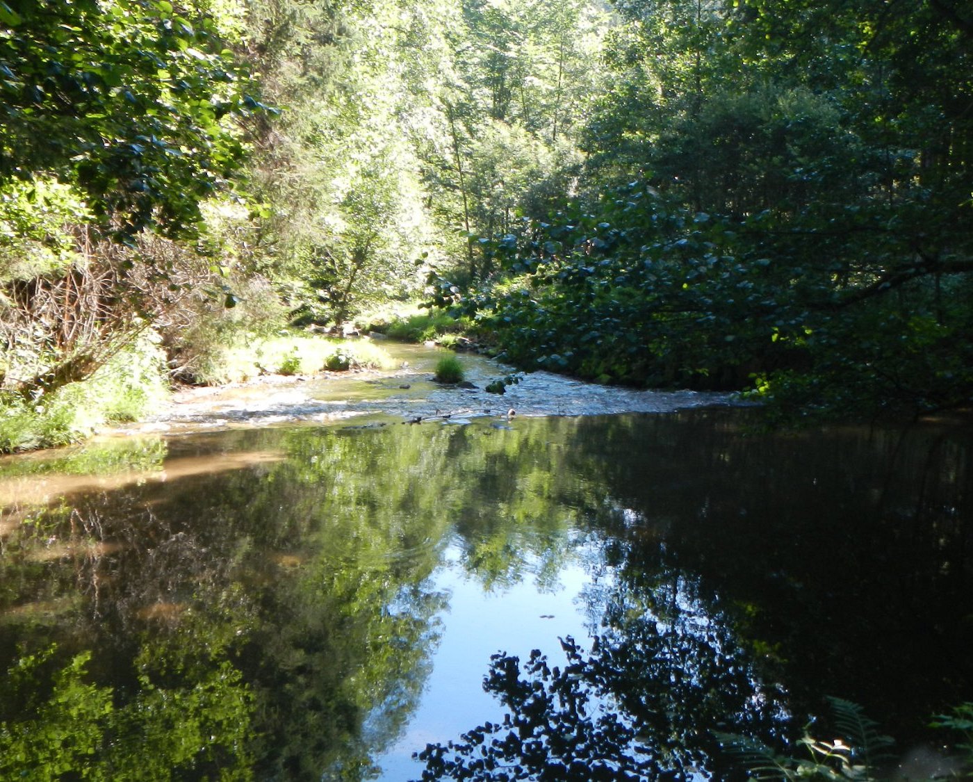 Freistadt in Austria - a river in the middle of a forest.