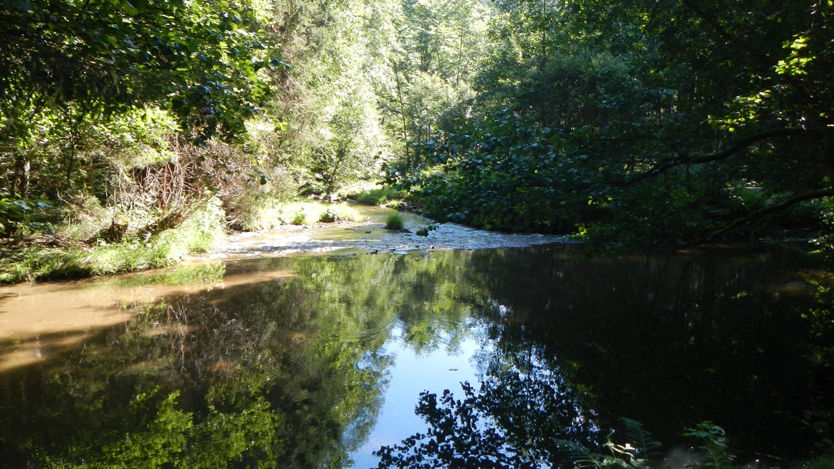 Freistadt in Austria - a river in the middle of a forest.