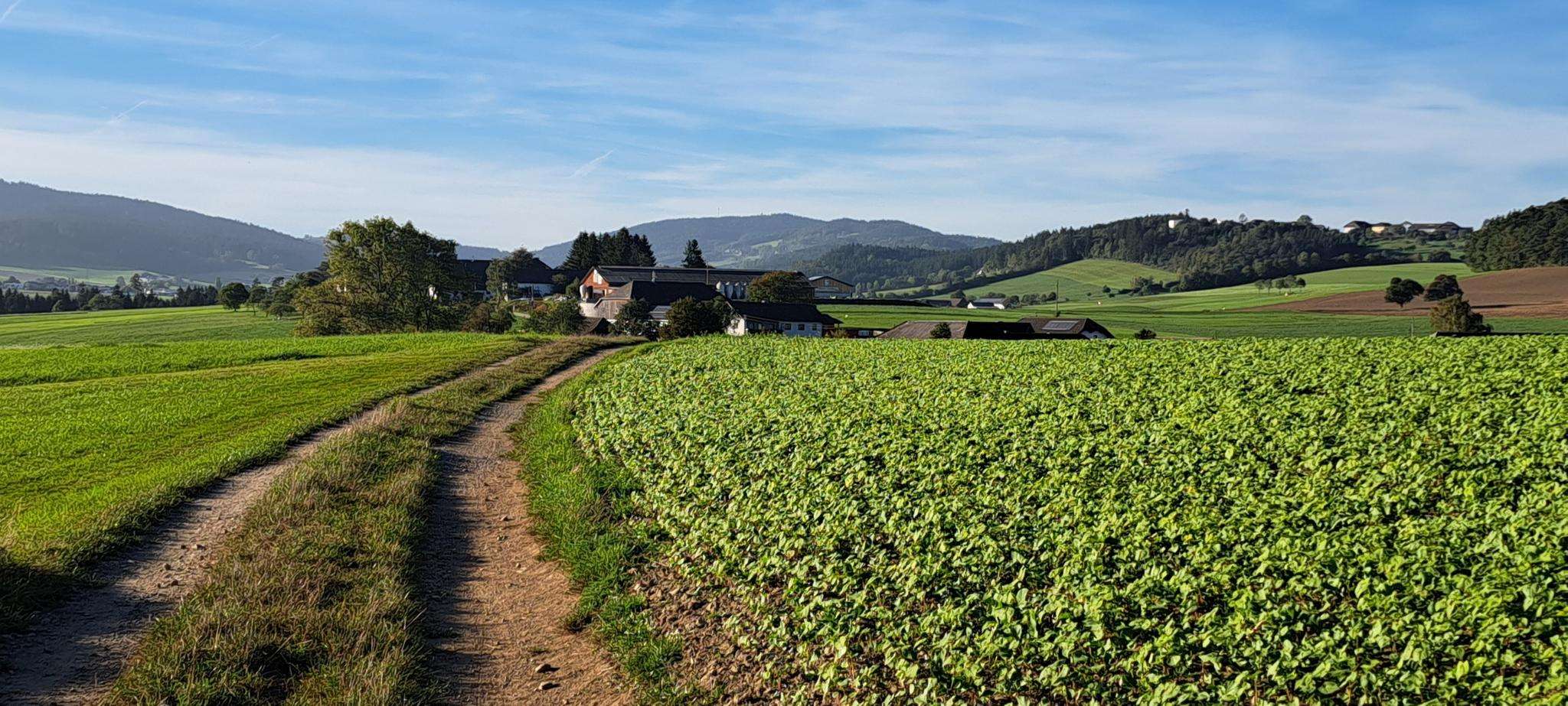 Arnreit in Austria - a dirt road in the middle of a green field.