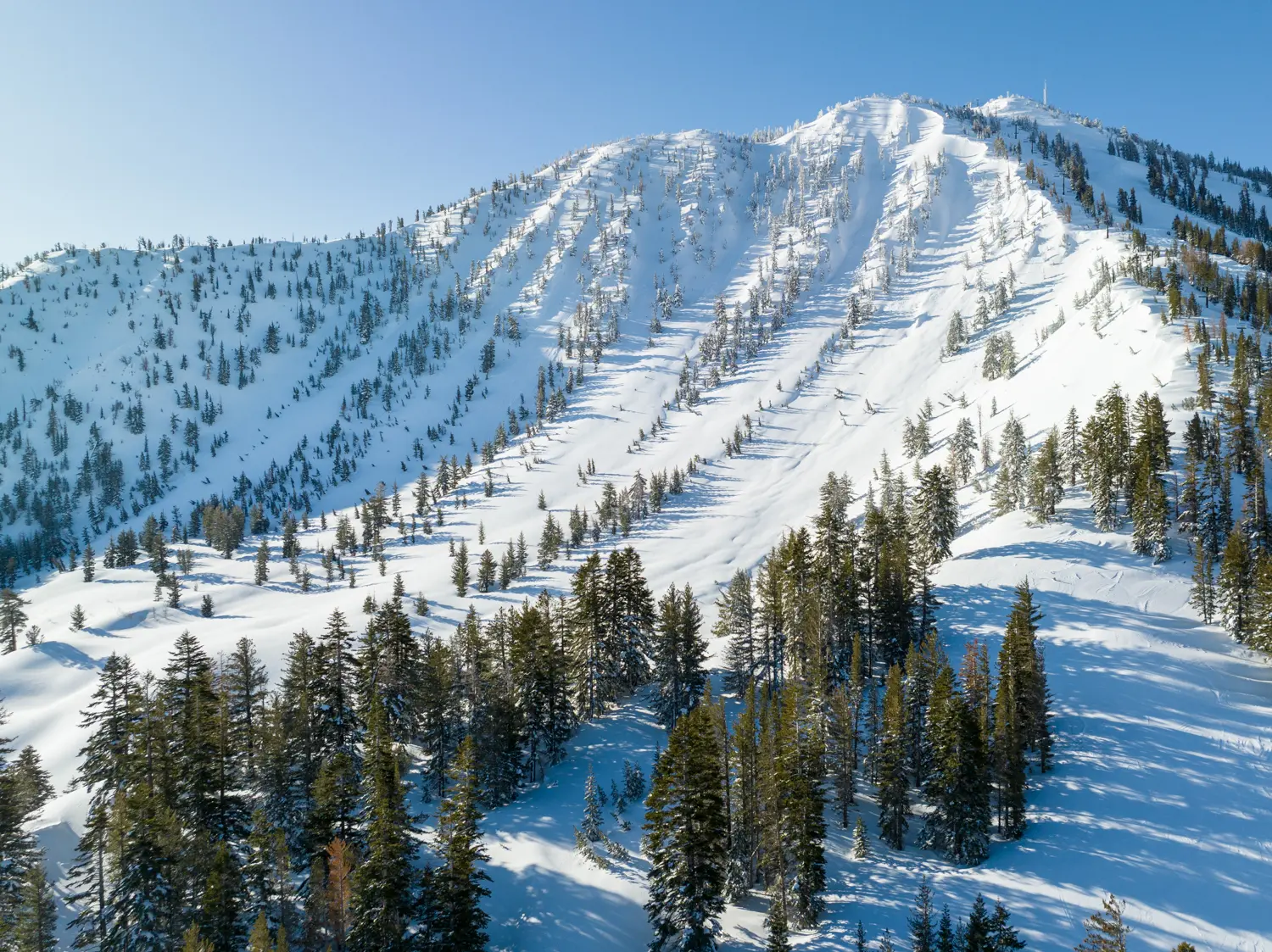 Mt Rose in USA - a snow covered mountain with trees in the fore.