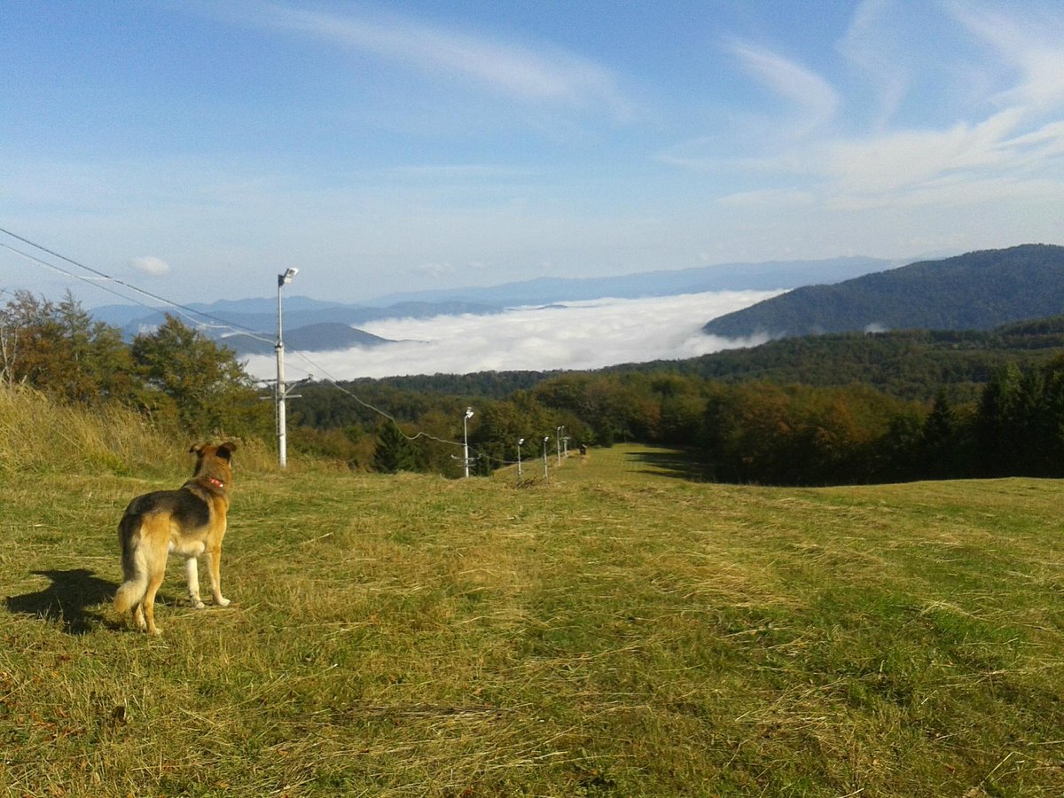 Petehovac in Croatia - a dog that is standing in the grass.