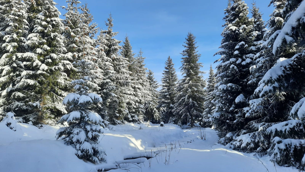 Lauschhübel in Czech Republic - a snow covered forest with trees in the background.