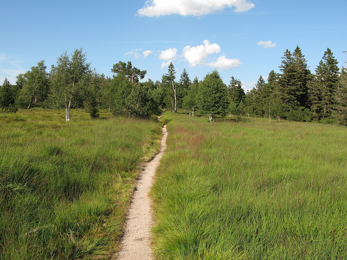 Hochkopf in Germany - a path through a grassy field with trees in the background.