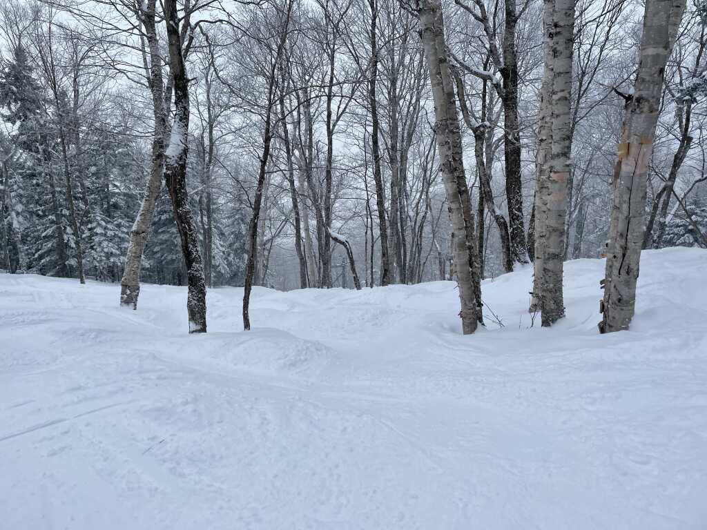 Smugglers' Notch Resort in USA - a snow covered forest with trees in the background.