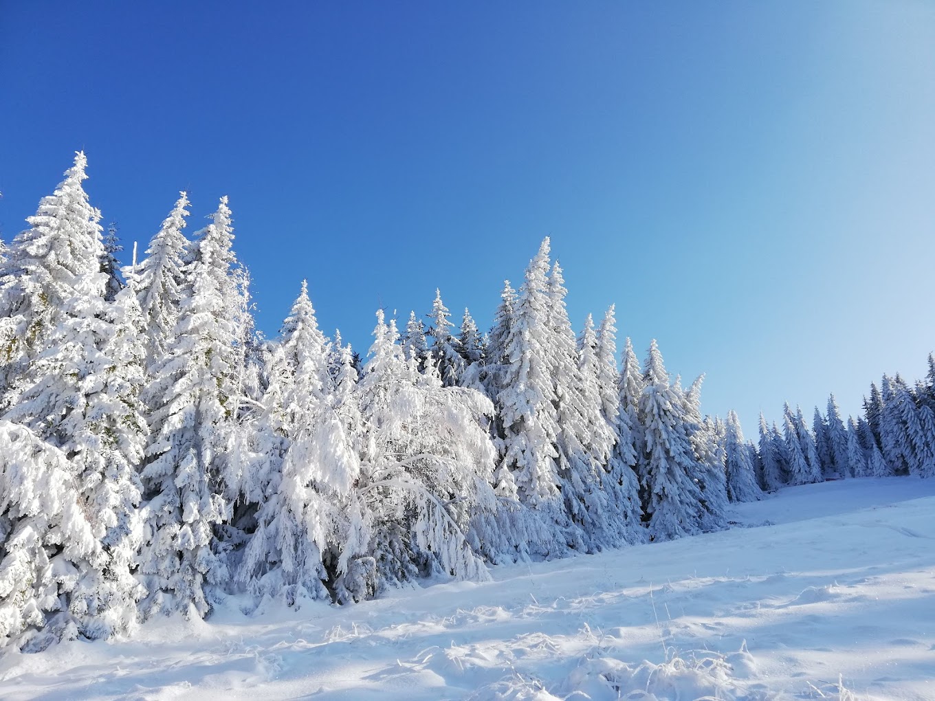 Vetrovala in Bulgaria - snow covered trees on a sunny day.