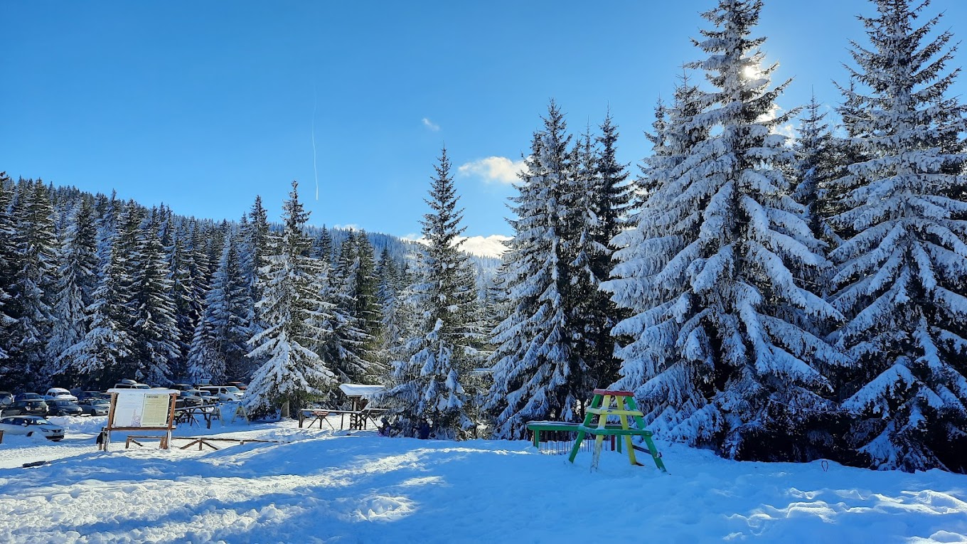 Ophelii in Bulgaria - a snow covered forest with trees in the background.