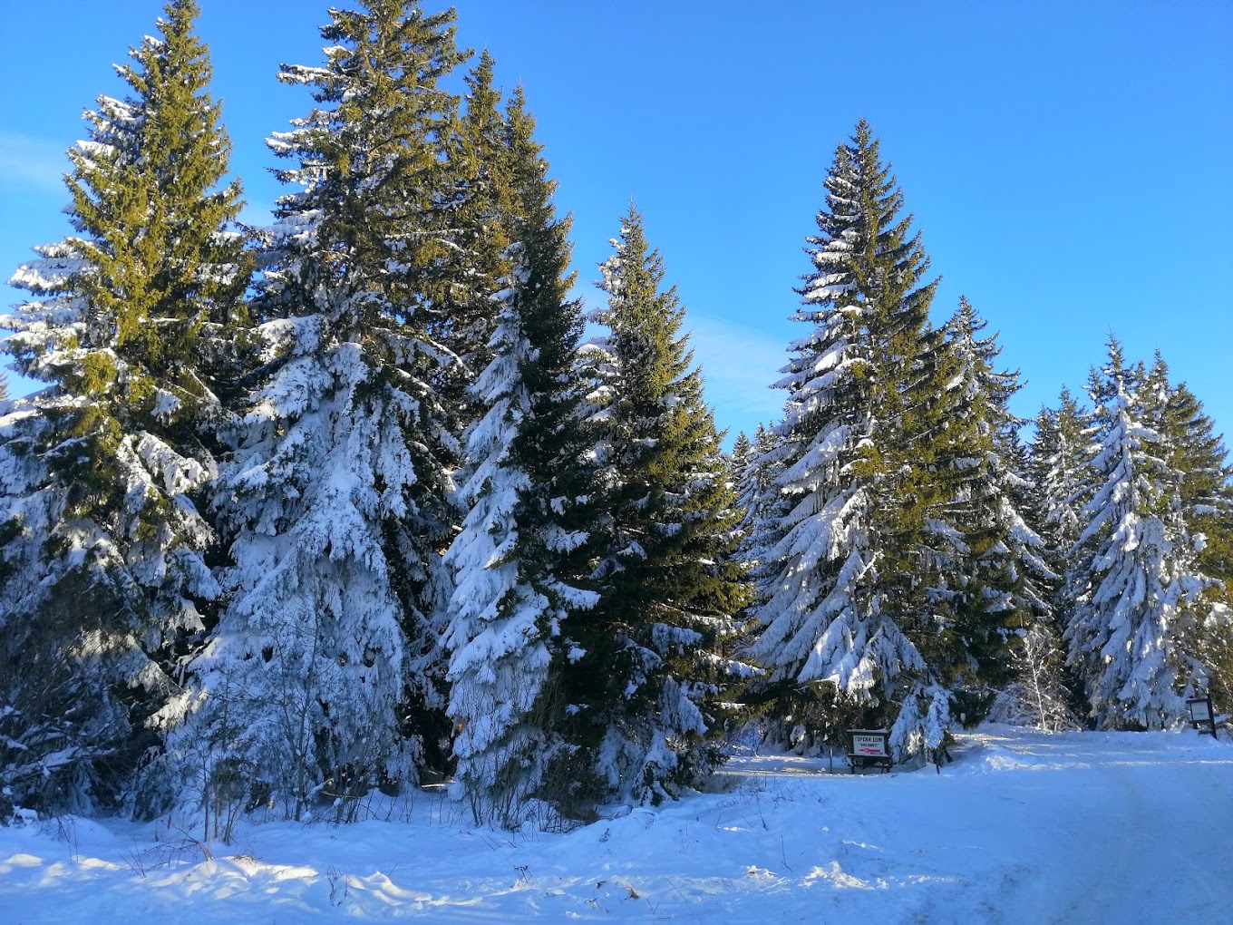 Ophelii in Bulgaria - snow covered trees on the side of a road.