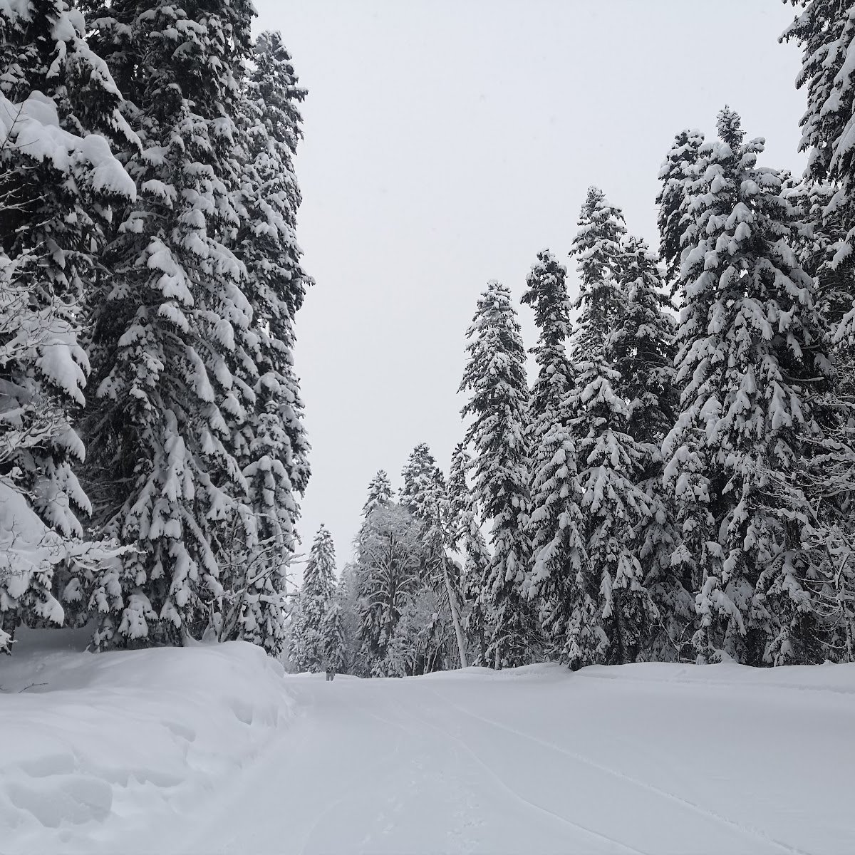 Kurort Arkhyz in Russia - a person skiing down a snow covered trail.