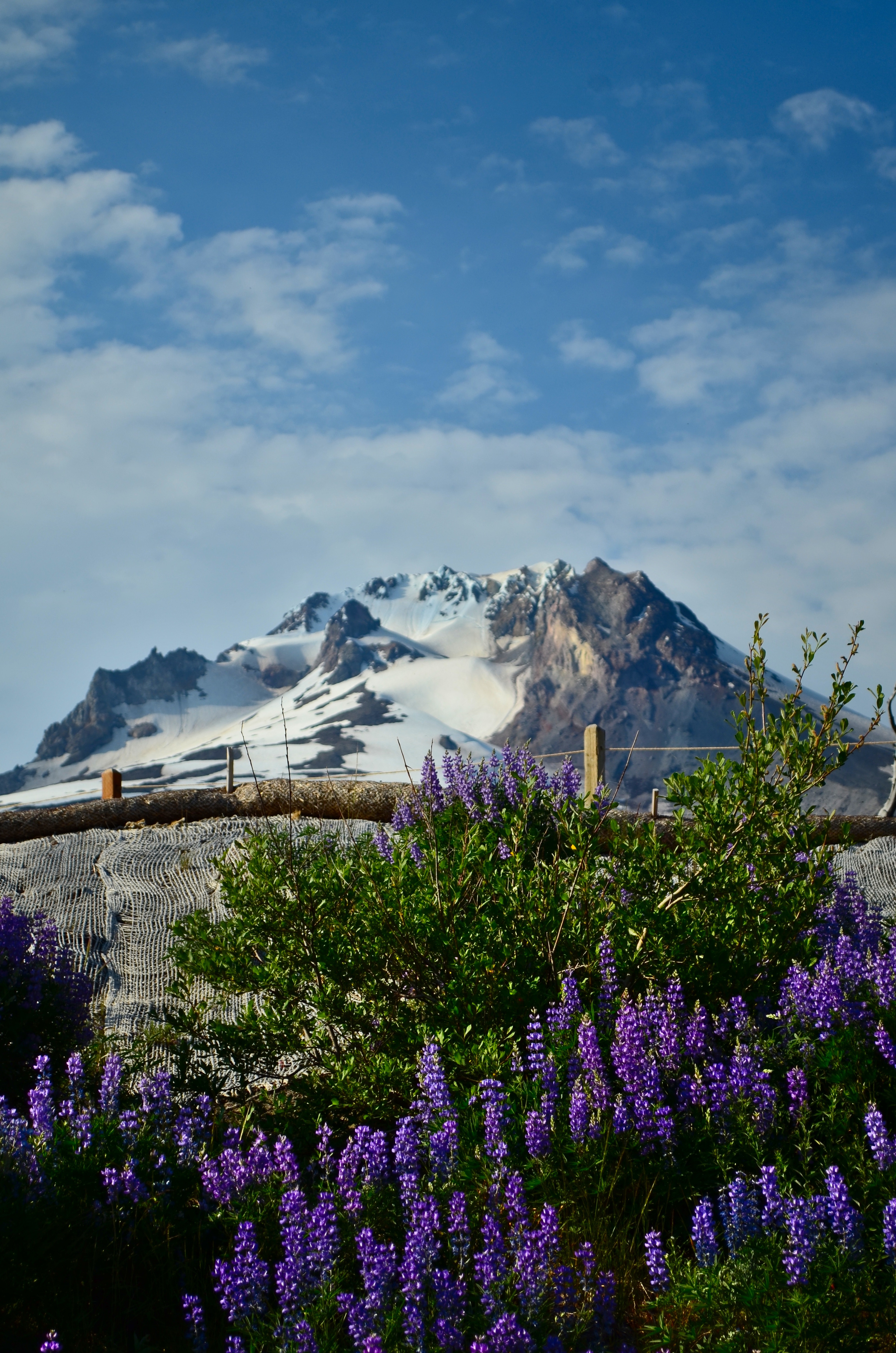 Timberline in USA - blue sky with white clouds.