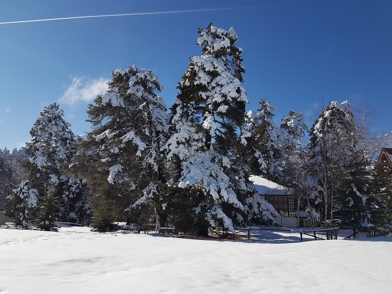 Sveti Konstantin in Bulgaria - a snow covered tree in front of a house.