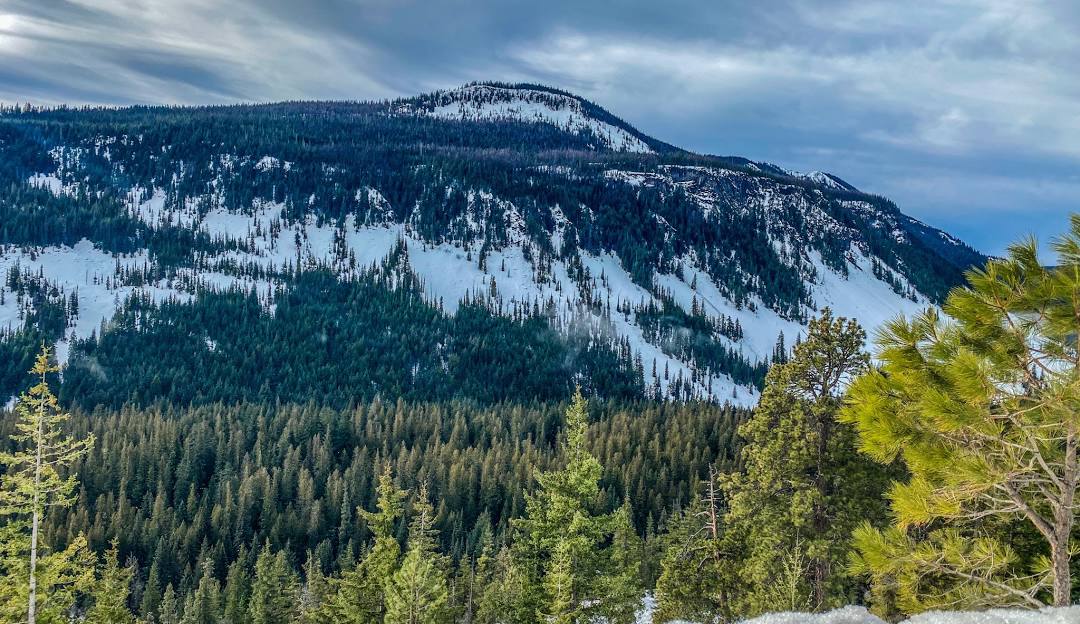 White Pass in USA - a snow covered mountain with pine trees in the fore.