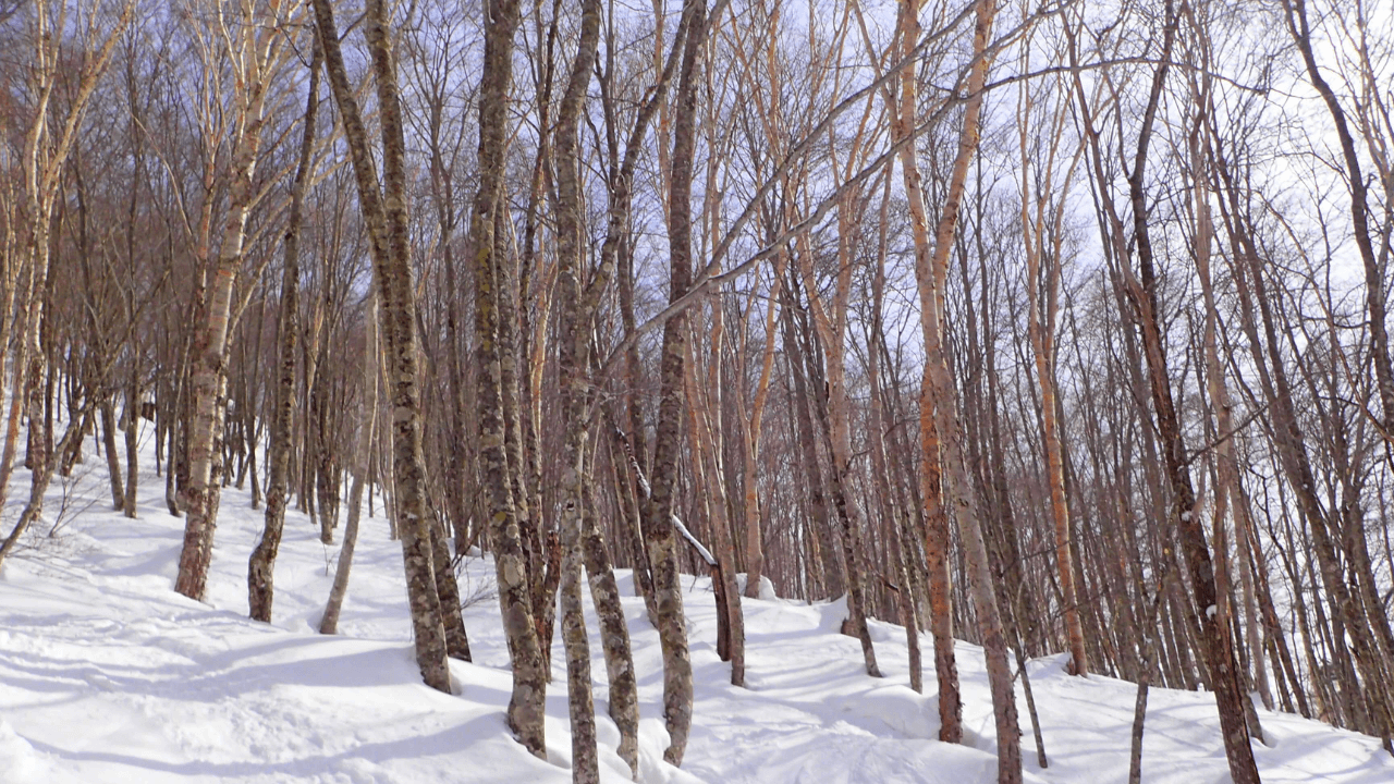 Tsugaike Kogen in Japan - the trees are bare.