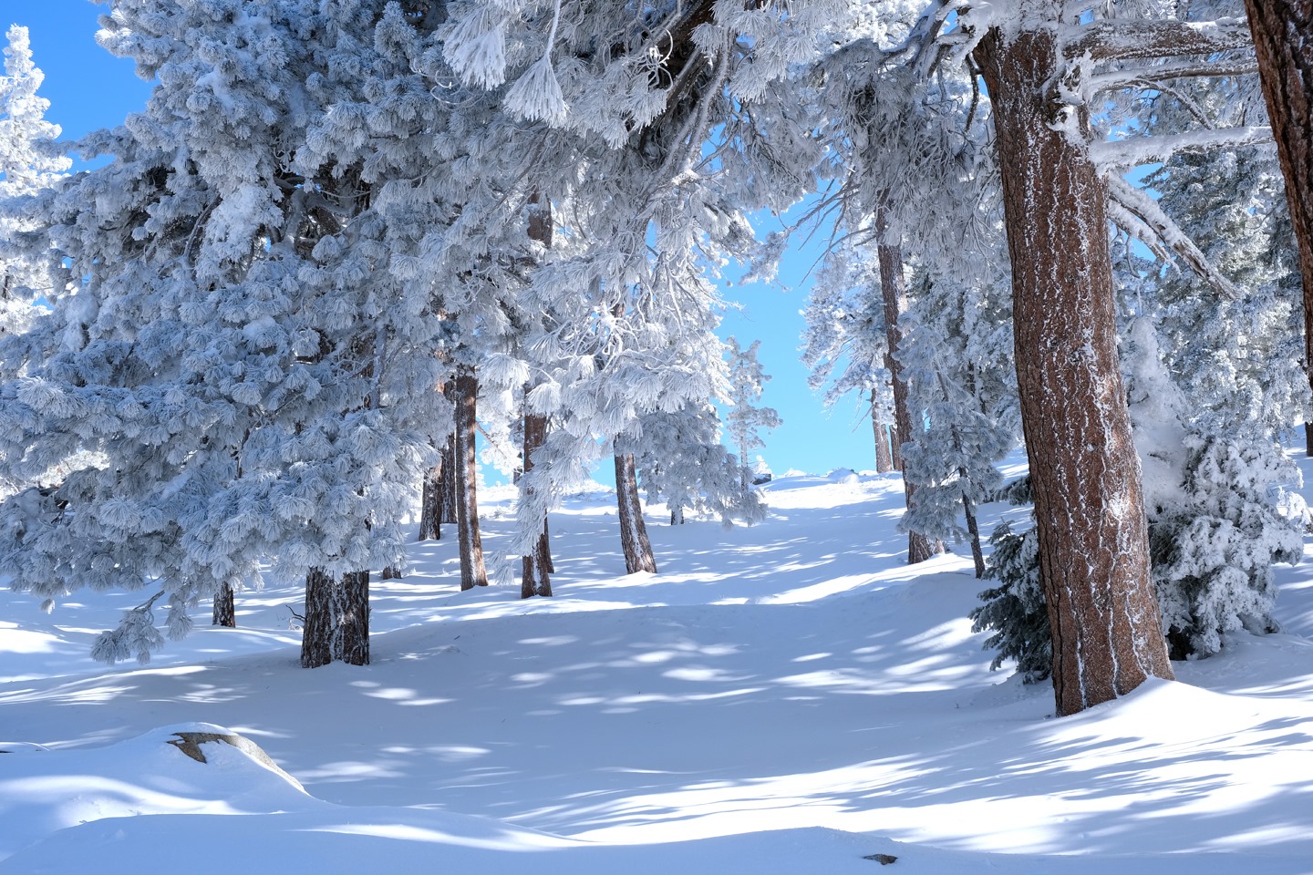 Mountain High in China - snow covered trees in a snowy forest.
