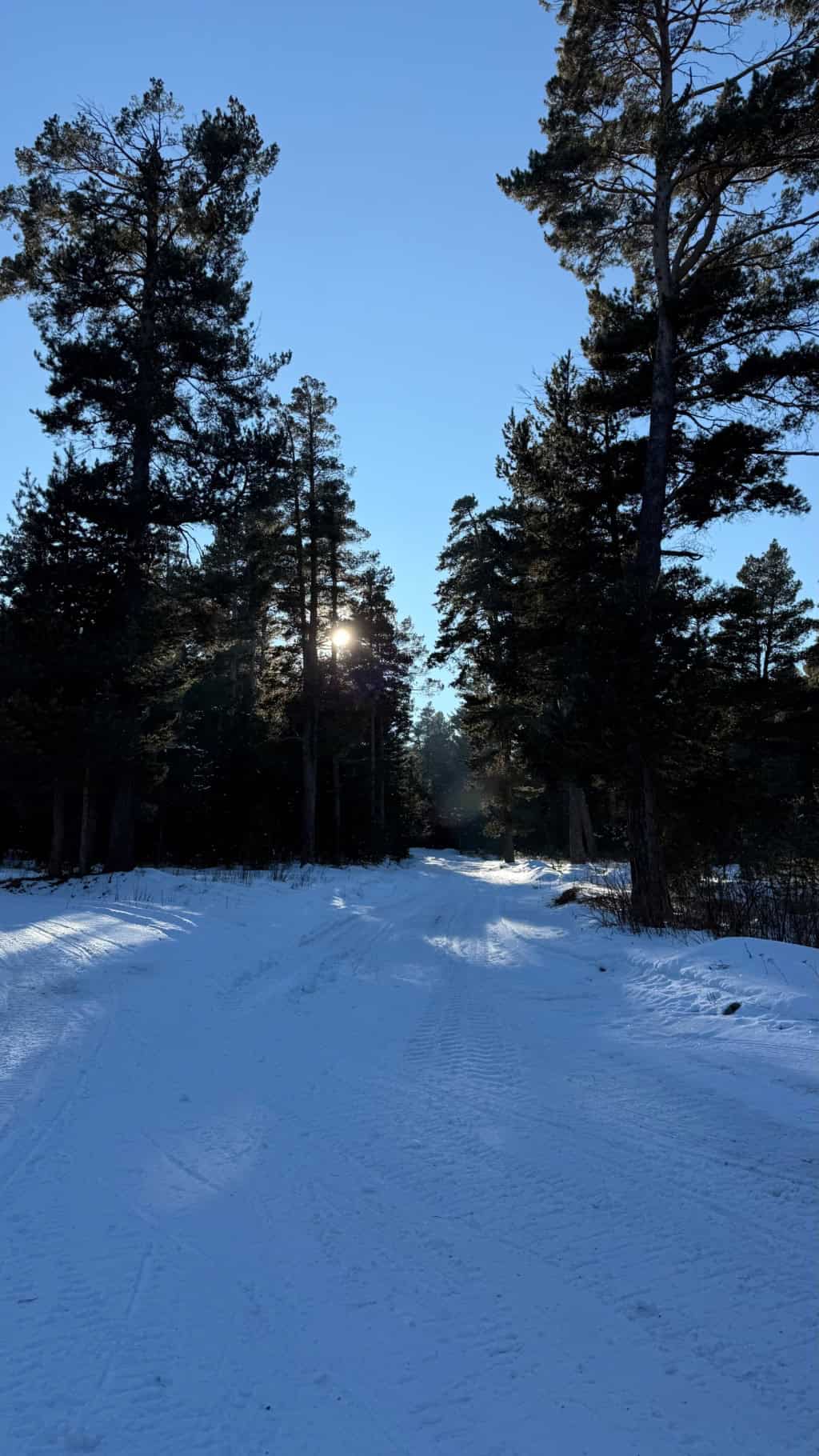 Sarıkamış in Turkey - a snow covered road with trees in the background.