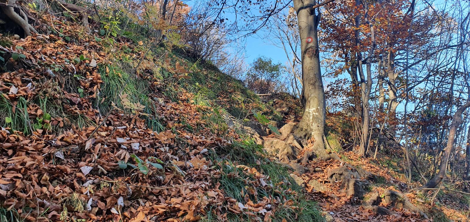 Skijalište Jarki in Croatia - a tree that has fallen leaves on the side of a hill.