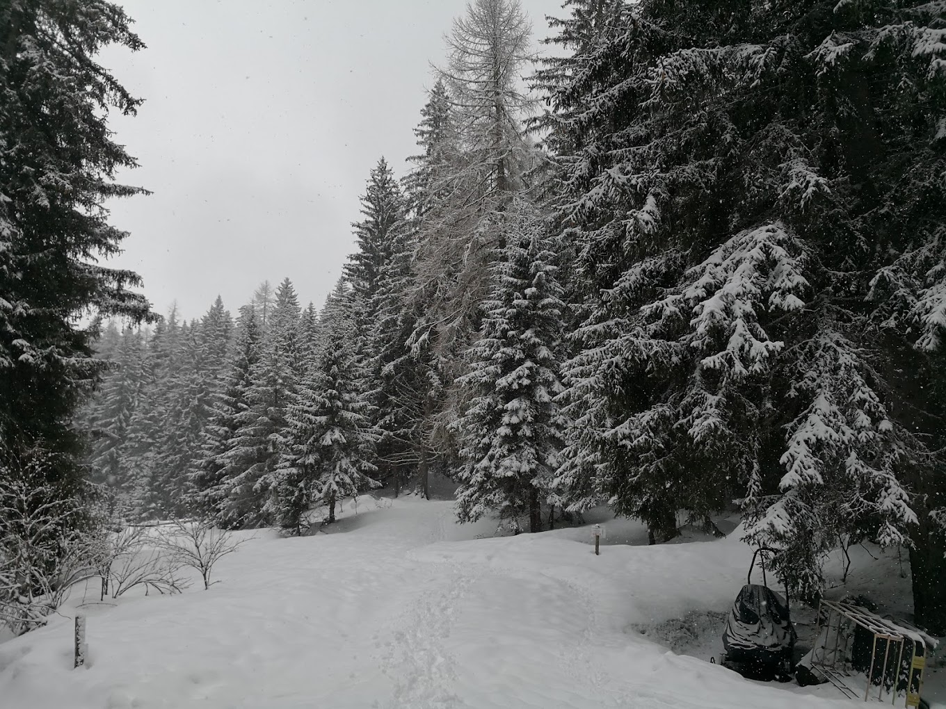 Centro sci di fondo in Italy - a snow covered trail in the woods.