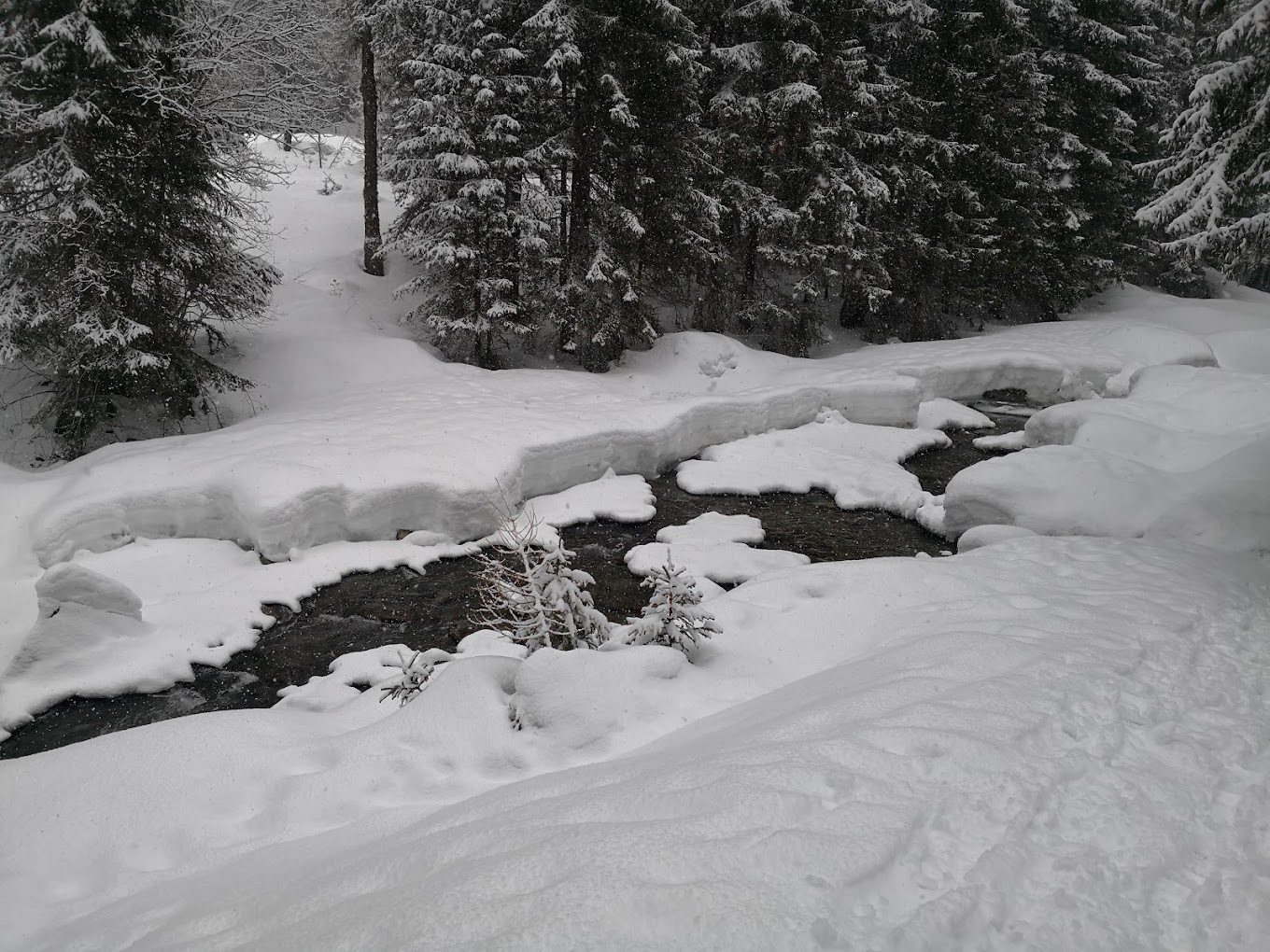 Centro sci di fondo in Italy - a small stream in the middle of a snowy forest.