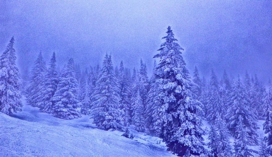 Ski Santa Fe in USA - snow covered trees in the mountains.
