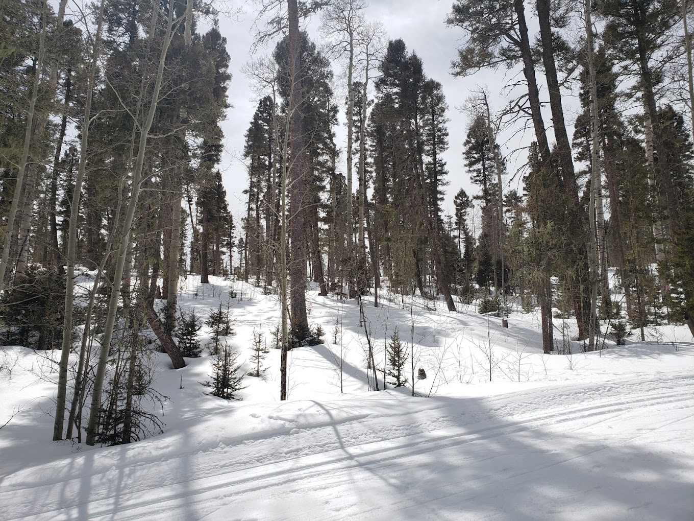 Enchanted Forest Cross Country Ski Area in USA - a snow covered forest with trees in the background.