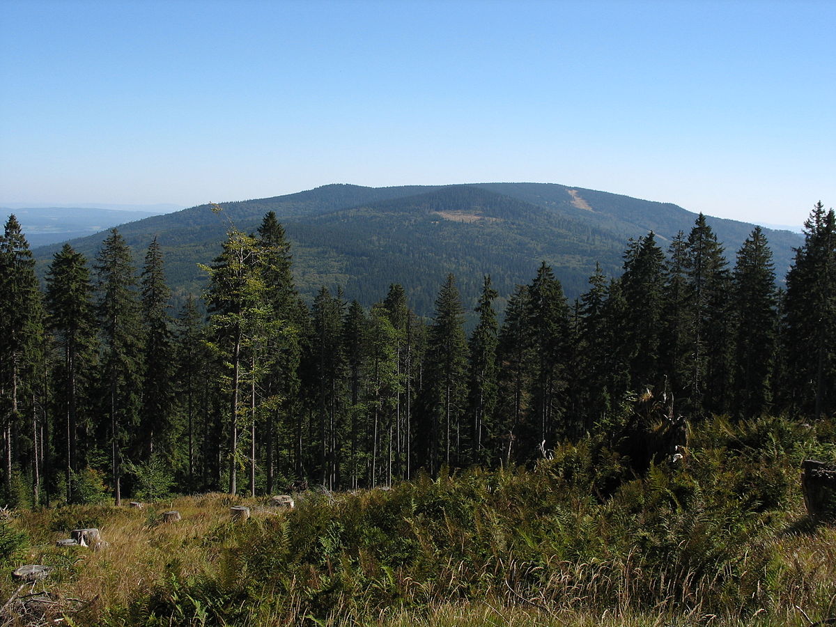 Hochficht in Austria - a view of a forest with a mountain in the background.