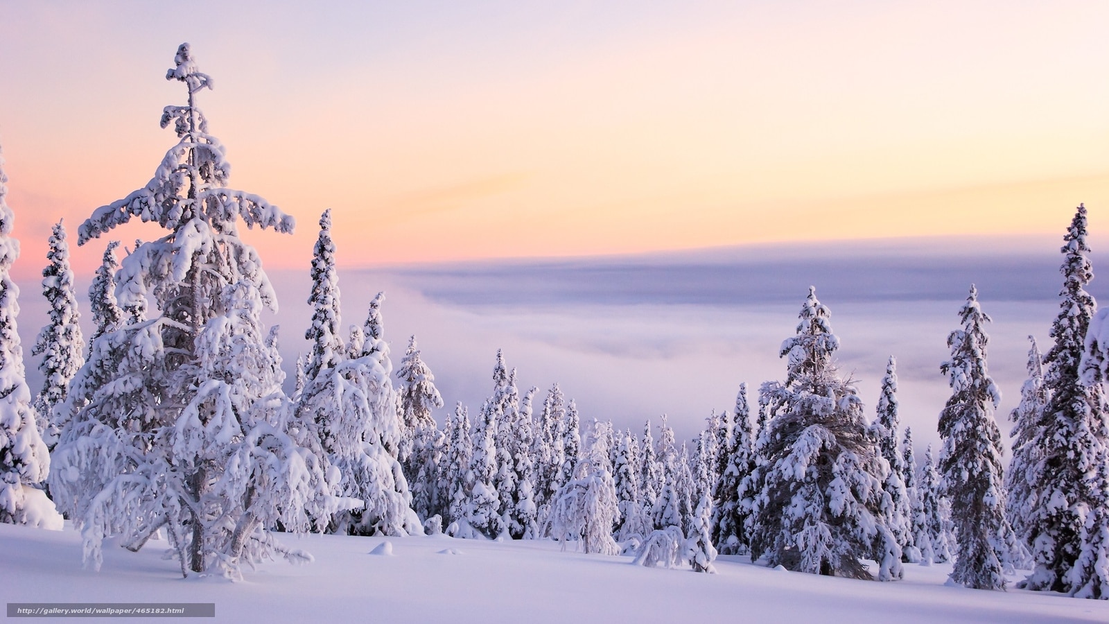 Willamette Pass Resort in USA - snow covered trees in the mountains at sunset.