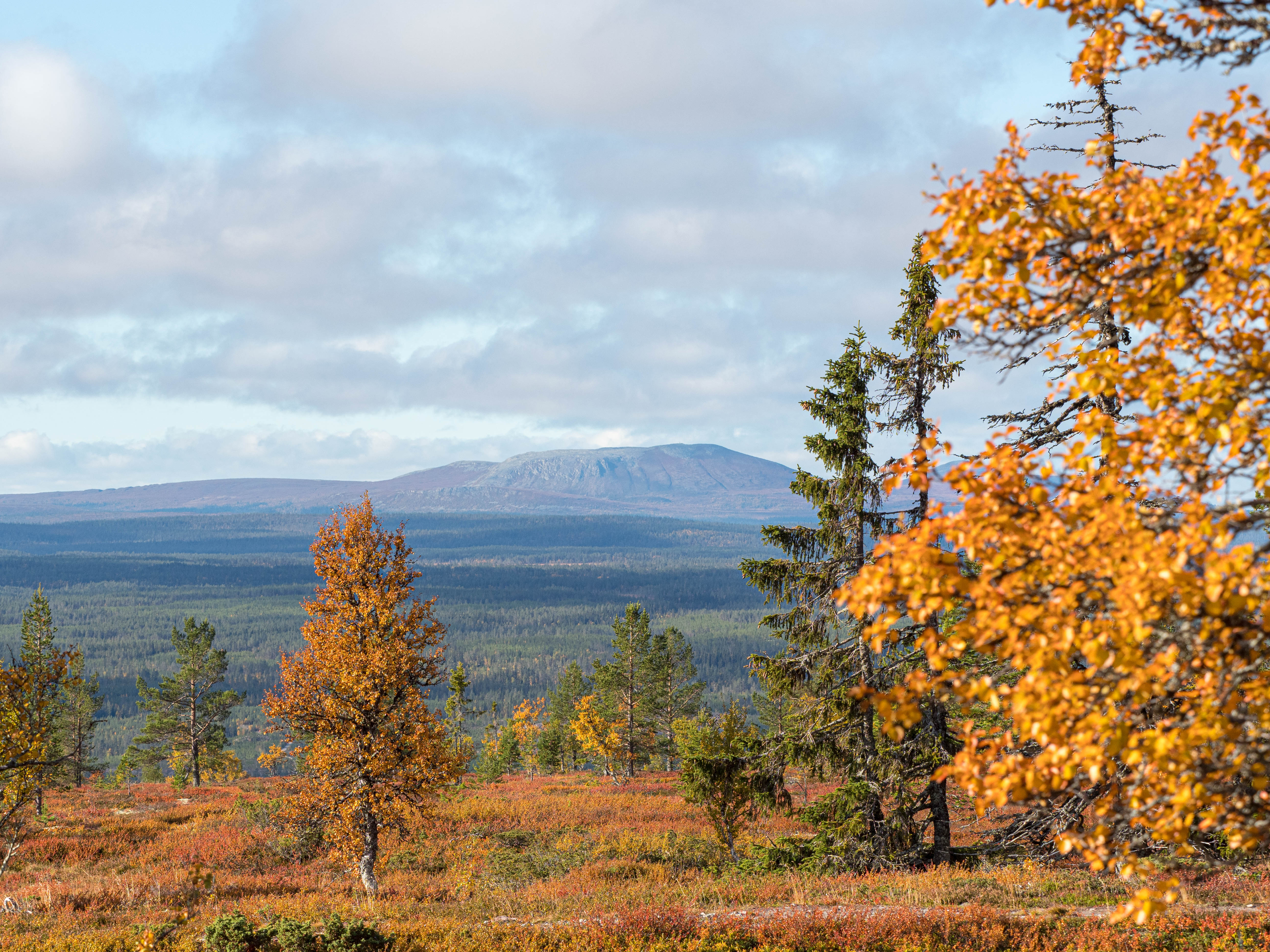 A cozy challet nestled in the heart of Lofsdalen in Northern Sweden amidst a lush forest of trees. The dominating mountain in the backdrop under a sunny sky adds to the serenity. A parked mountain bike invites adventurous exploration.