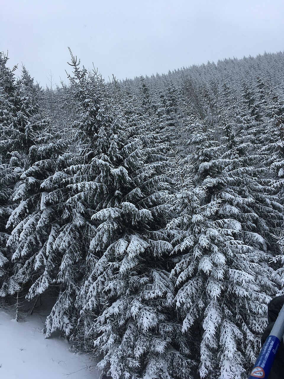 Kouty nad Desnou in Czech Republic - a person standing in the middle of a snowy forest.