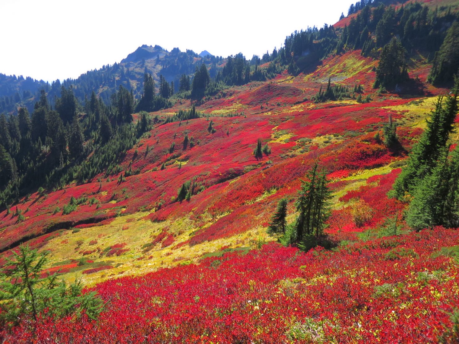 Manning Park in Canada - a mountain covered in red and yellow flowers.