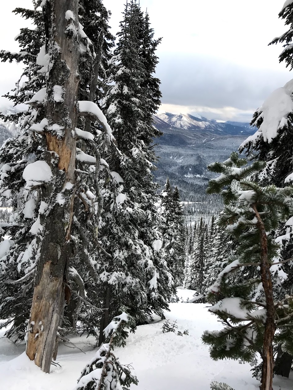 Powder King in Canada - a snow covered forest with mountains in the background.