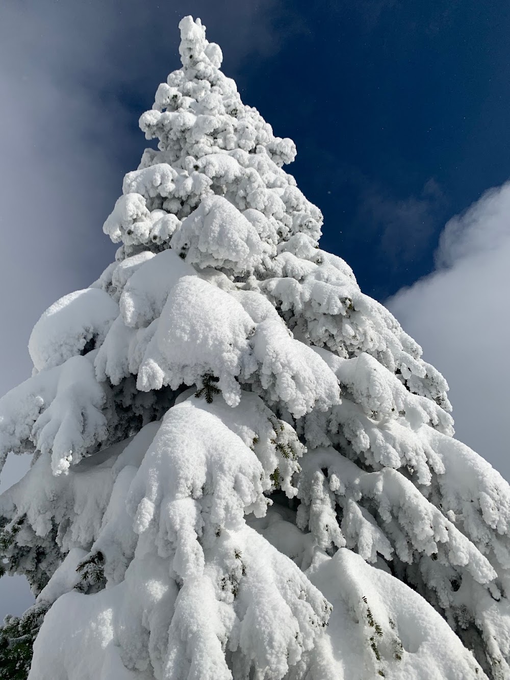 Mount Timothy in Canada - a snow covered tree in the mountains.